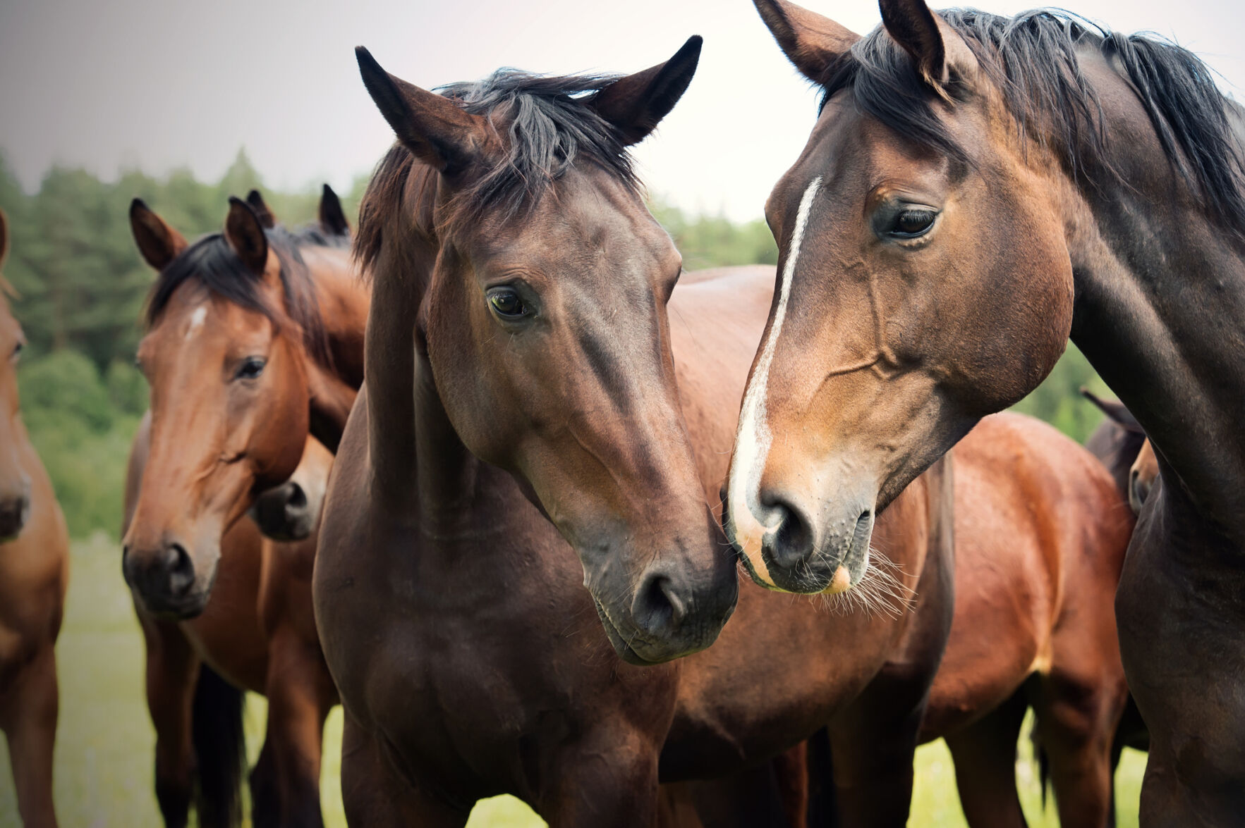 Horse Pasture